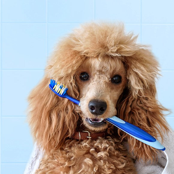Hygiene & Welfare